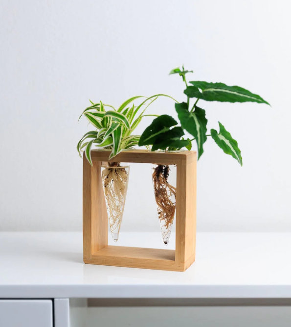 Proppi 2 - Propagation Station - Cupoflora