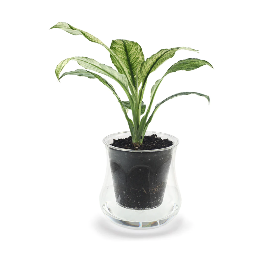 Extra Large Self-watering Glass - Cupoflora