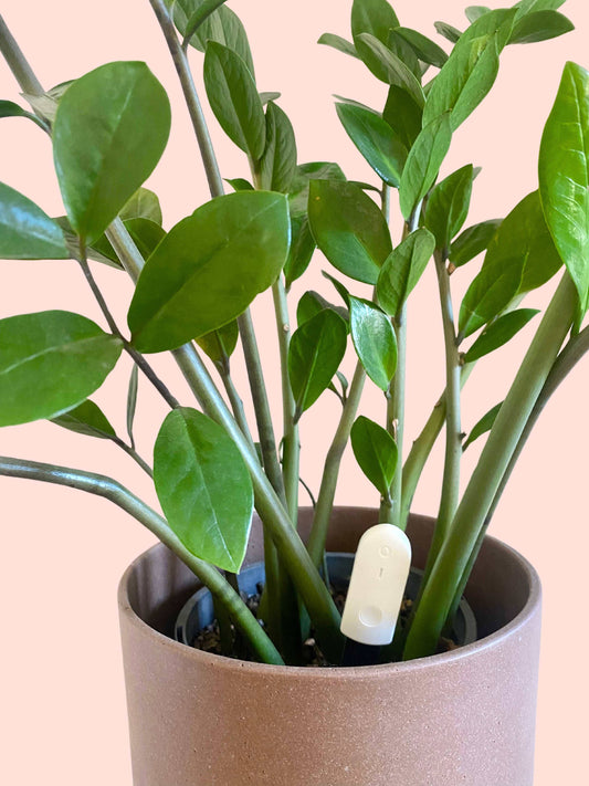 Moisture Meter - We The Wild