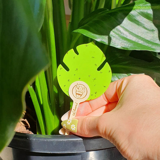 ON SALE! Monstera Leaf Traps by UBloomed