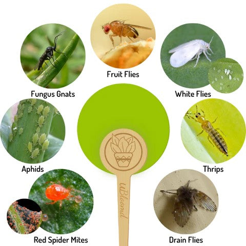 ON SALE! Monstera Leaf Traps by UBloomed