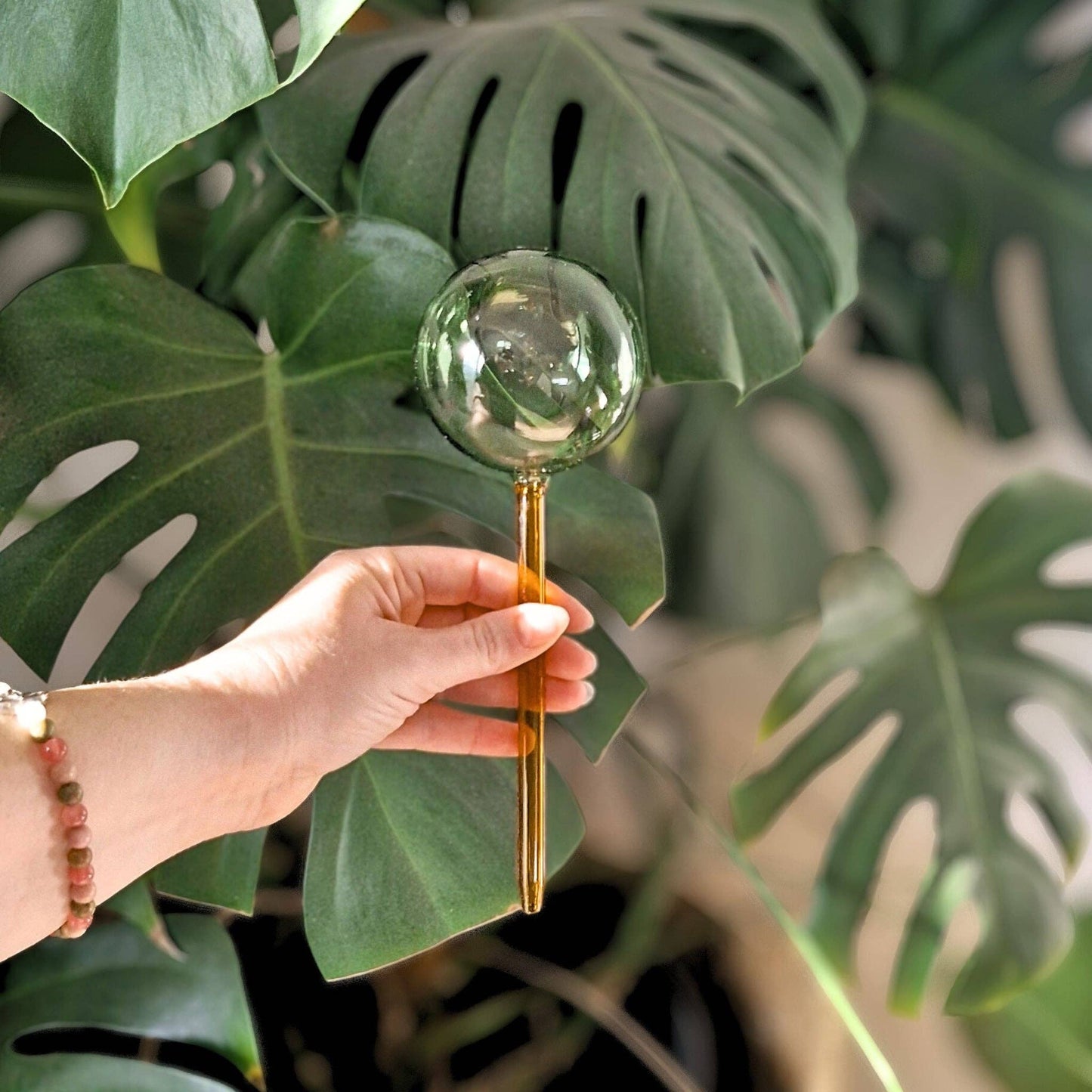 Self-Watering Plant Globes - We The Wild