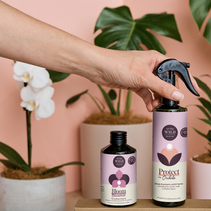 Orchid Care Duo - We The Wild