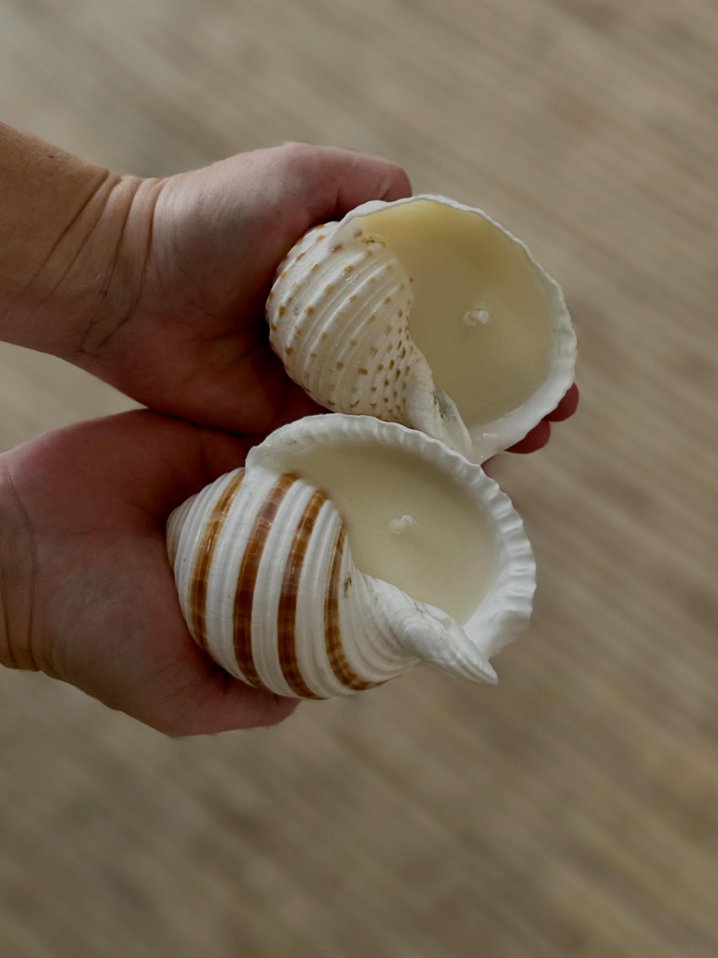 Banded Tun & Murex Seashell Candles - Shorelines Collection