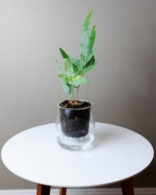 Large Self-watering Glass Pot - Cupoflora