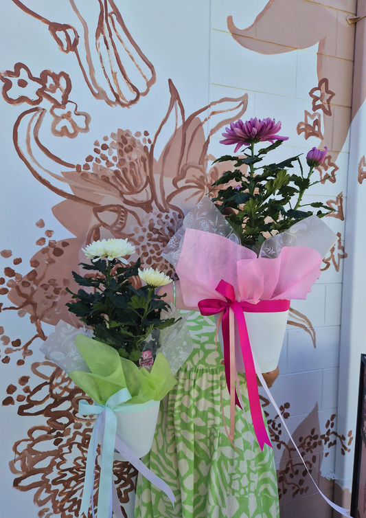 Chrysanthemum ~ Living Plant & Pot
