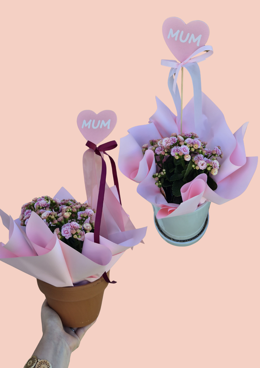 Rosalina Kalanchoe ~ Living Plant & Pot