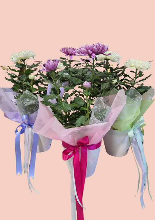 Chrysanthemum ~ Living Plant & Pot