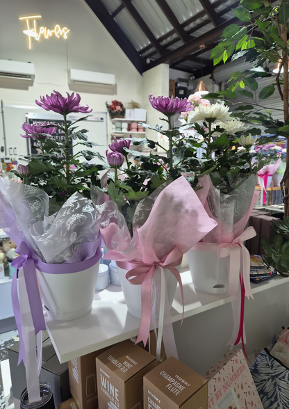 Chrysanthemum ~ Living Plant & Pot