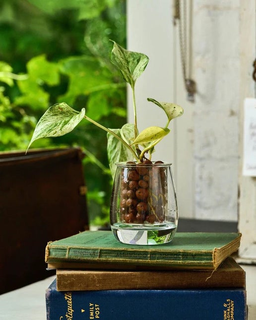 Mini Self-watering Glass Pot - Cupoflora