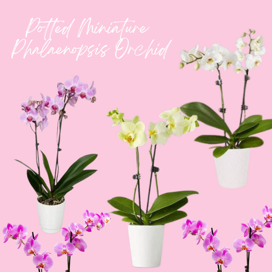Potted Phalaenopsis Orchids