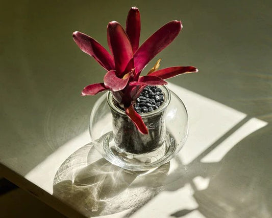 Small Self-watering Glass Pot - Cupoflora