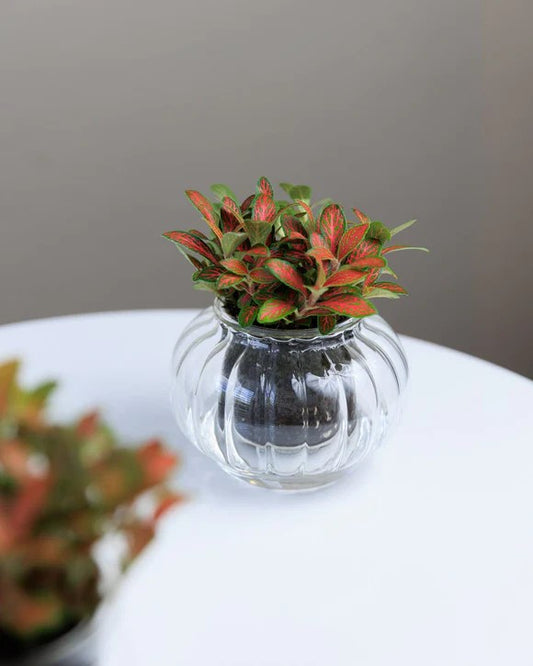 Small Ribbed Self-watering Glass Pot - Cupoflora