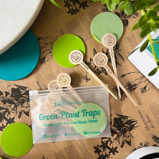 ON SALE! Monstera Leaf Traps by UBloomed