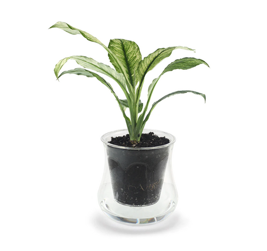 Extra Large Self-watering Glass - Cupoflora