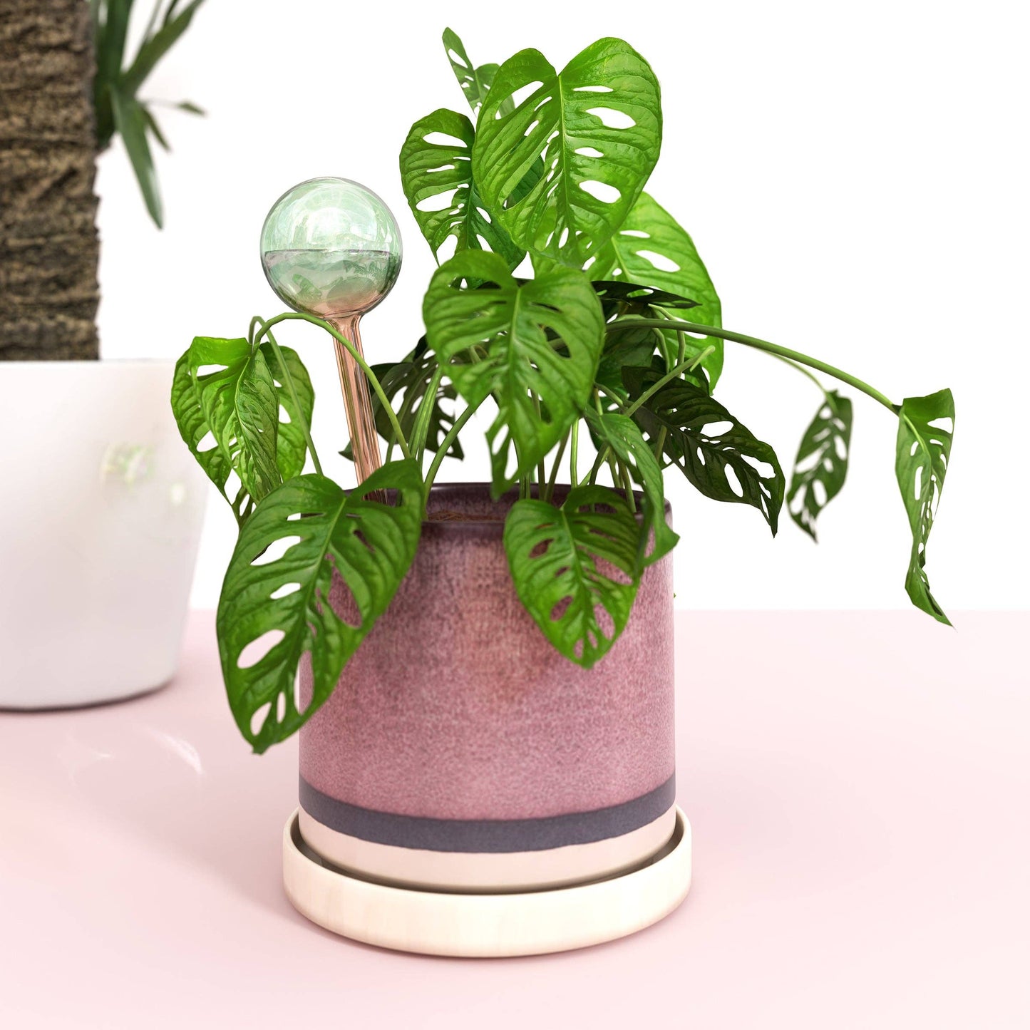 Self-Watering Plant Globes - We The Wild