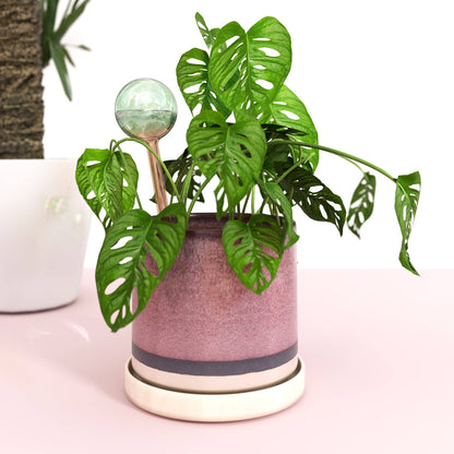 Self-Watering Plant Globes - We The Wild