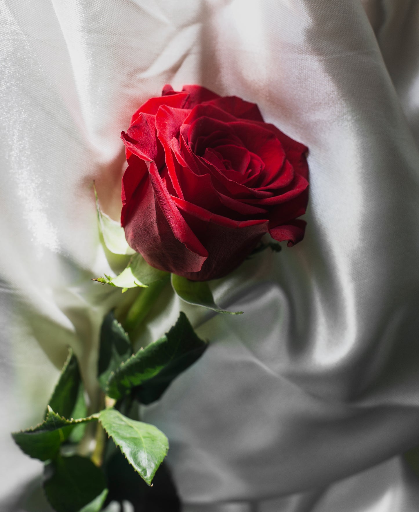 Single Stems